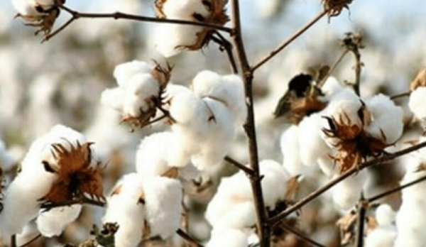 Row-Cotton (1)